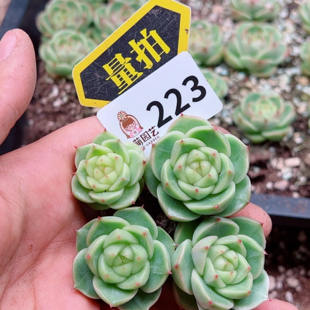 多肉植物多肉植物