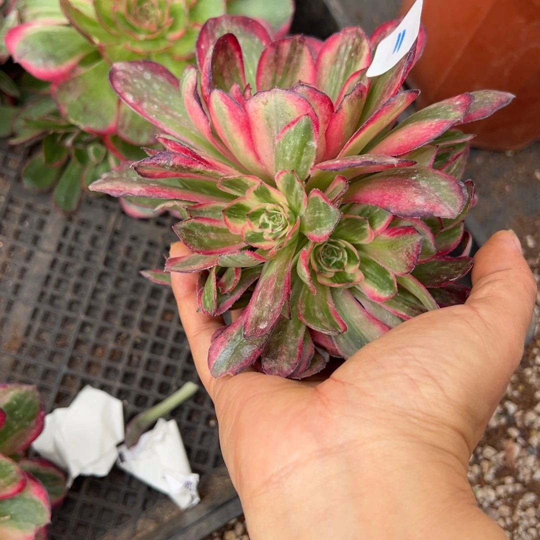 11桃花坞无根多肉嘻嘻嘻