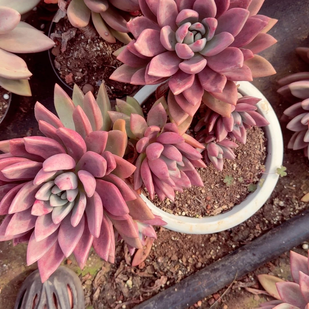 星***海大桃花源 多肉植物基地直发