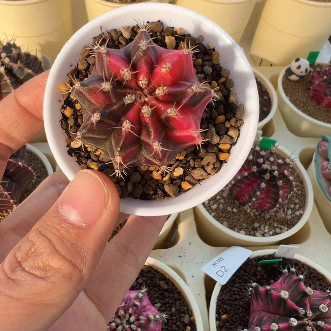 177 好看的米哈冲冲冲