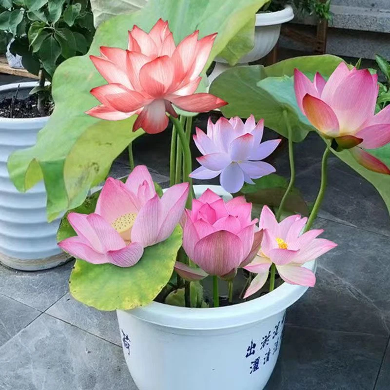 观赏荷花种藕苗莲藕种苗碗莲盆栽池塘荷花水养四季开花室内外带芽