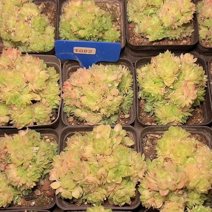 t082爱杜丽尔群生