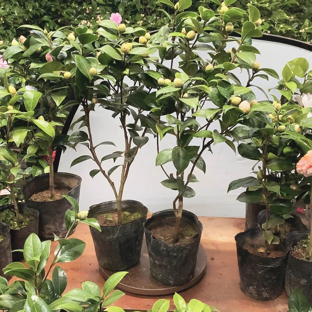 大部分花苞少量开放?*?
