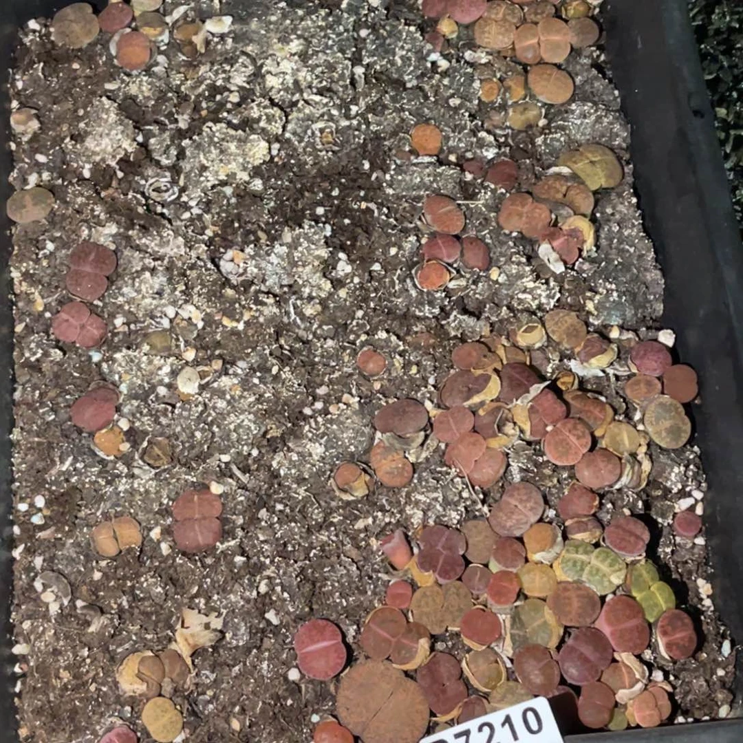 花***记7210福利款1不售后