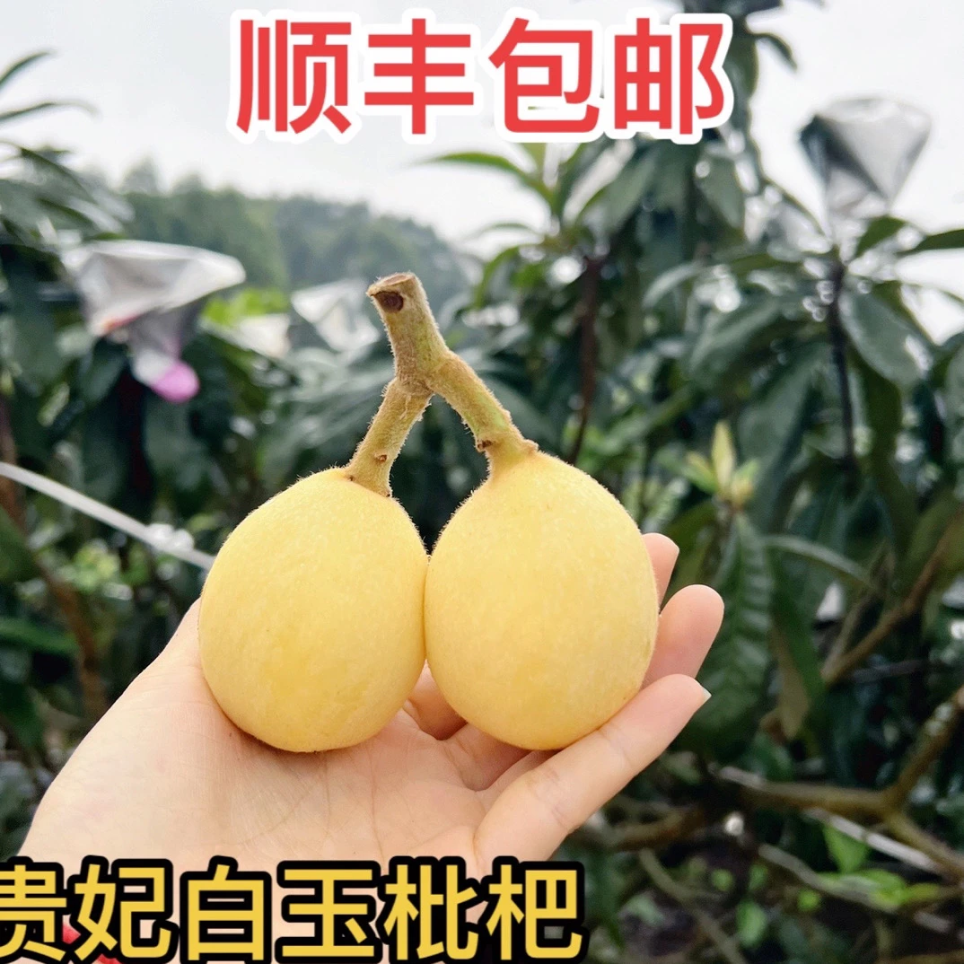白玉枇杷产地直销贵妃枇杷孕妇水果大果当季水果新鲜采摘顺丰包邮
