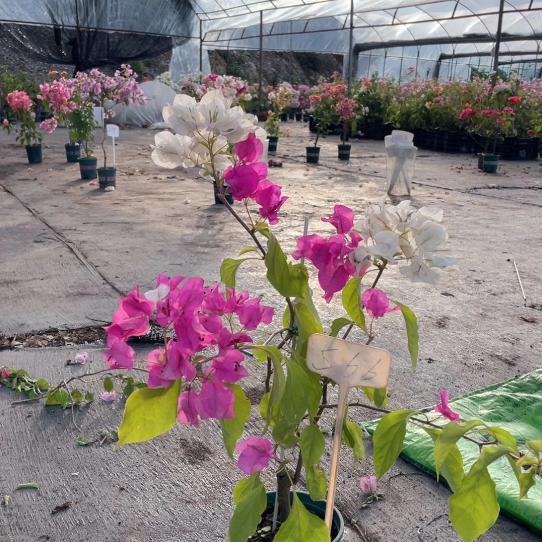 花***容大量花朵（建议范围：8朵-15朵 或40%以上）绿叶双色566