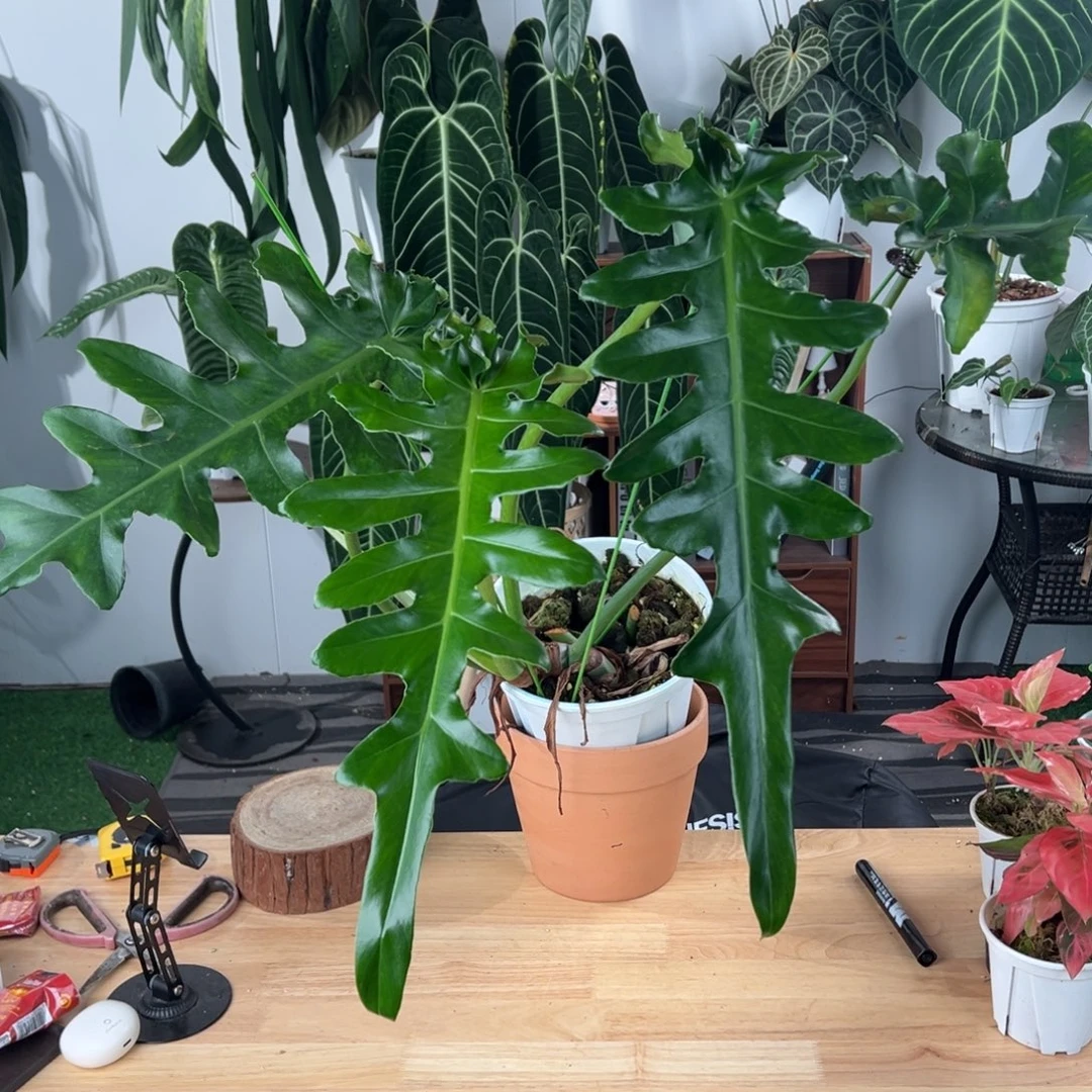 完全开放进口鲍勃切伊蔓绿绒