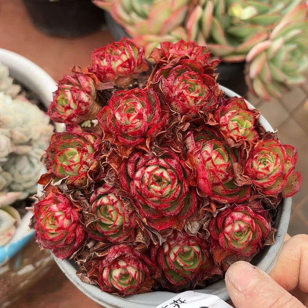 同温层多肉伊丽莎白110