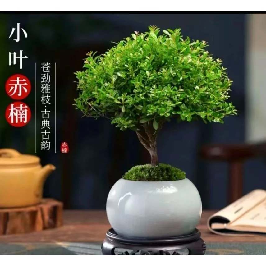 【小叶赤楠】 桌面摆件植物绿植盆栽室内四季好养驱蚊桌面