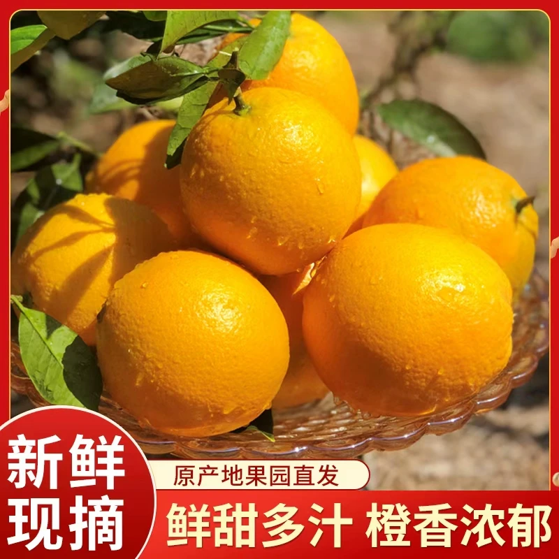【次日达】正宗江西赣南早脐橙橙子新鲜水果产包邮全国多仓发货 鲜甜多汁 现采现发江西省