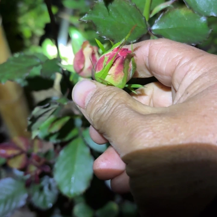 无花朵蜜桃花园裸根