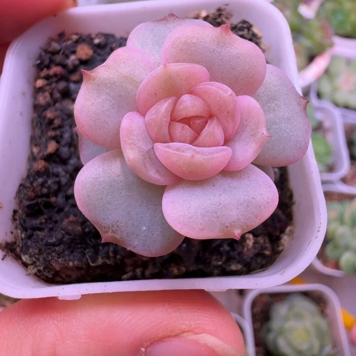 宫花单头福利专拍