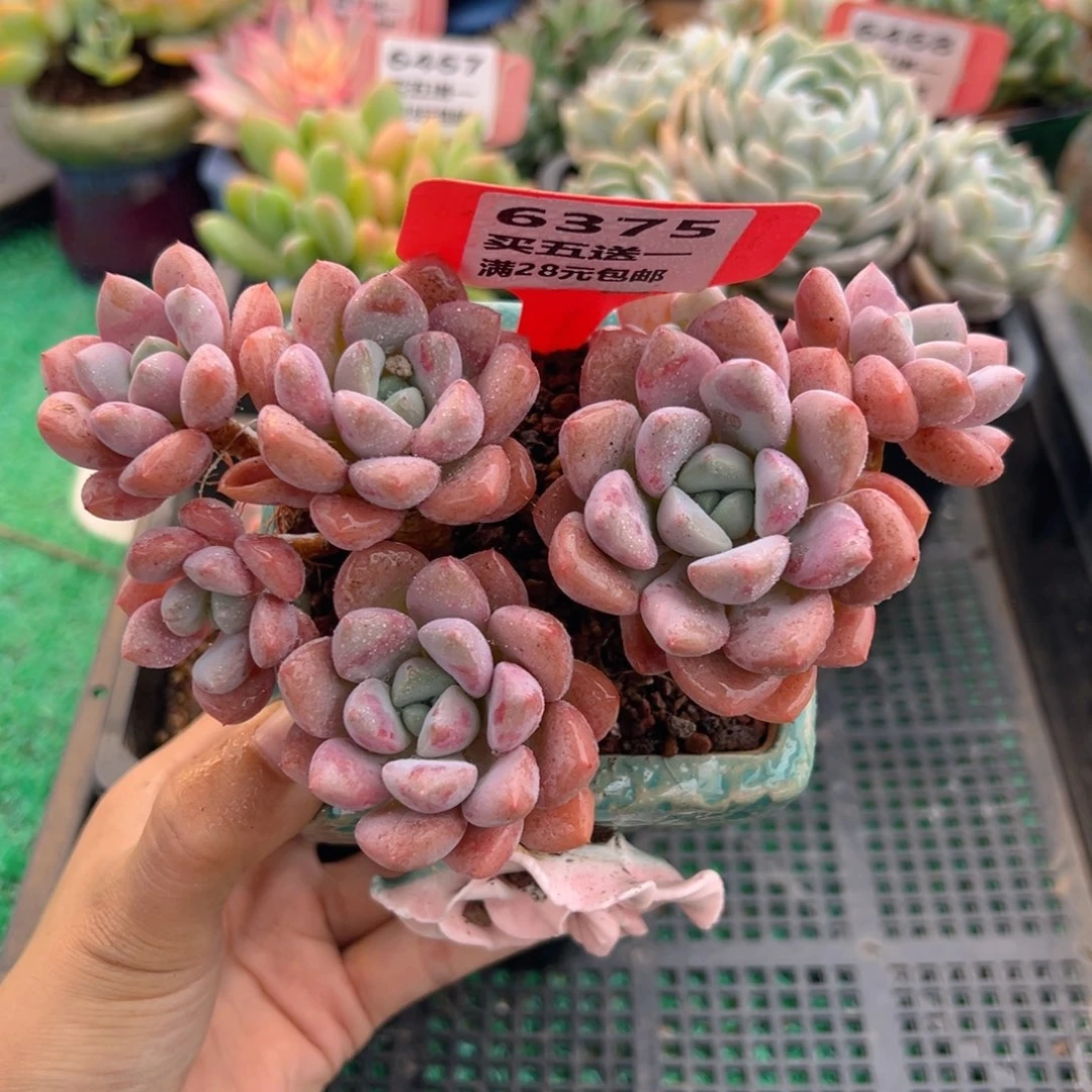 表妹精品多肉植物6375.