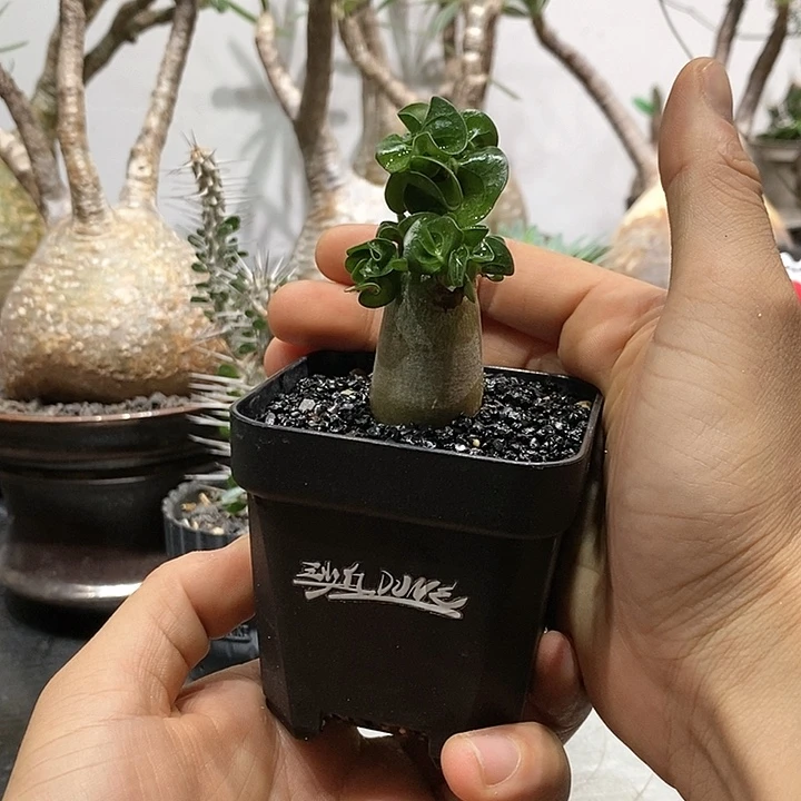 卡汗羊角沙妹带盆