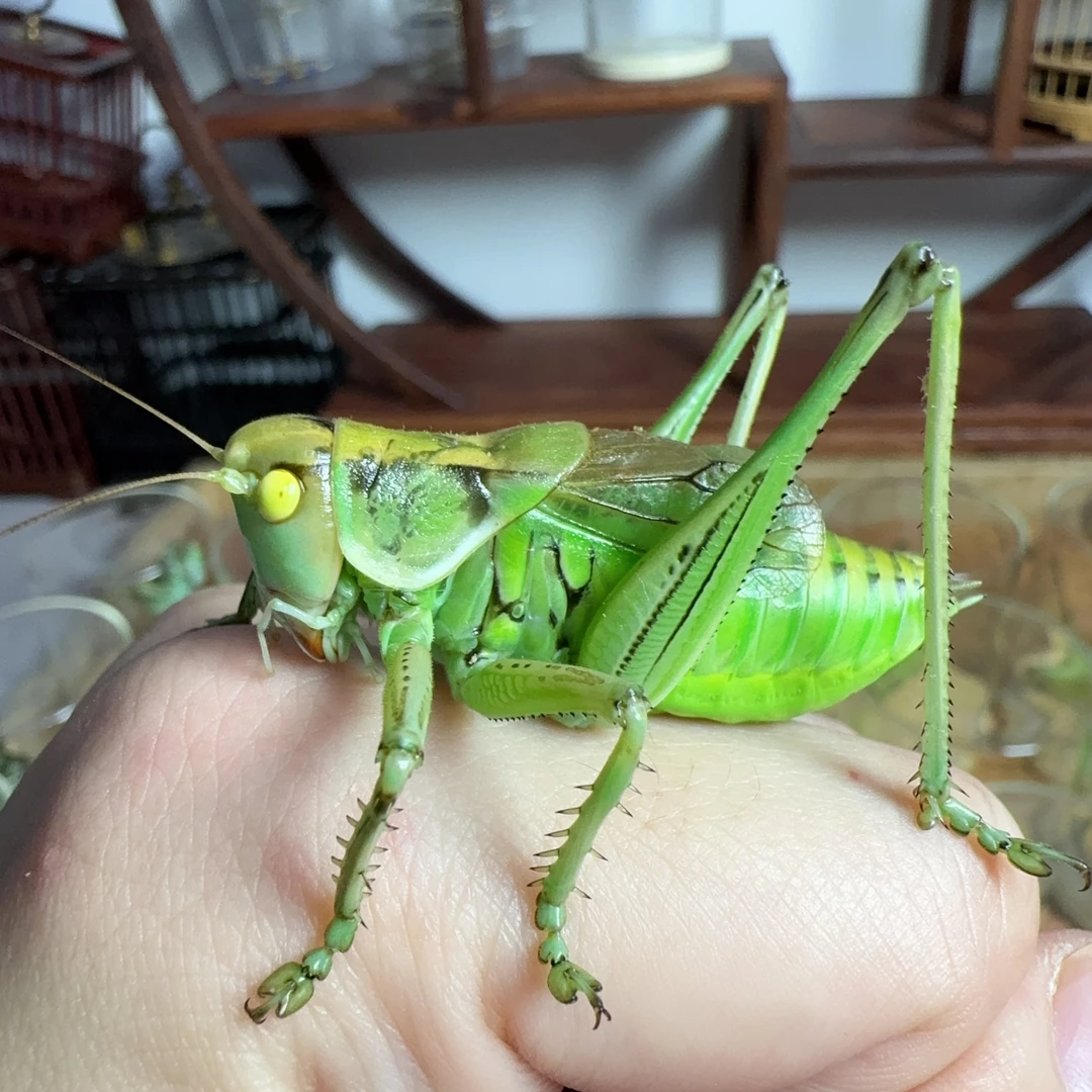 变异 玉石眼蝈蝈