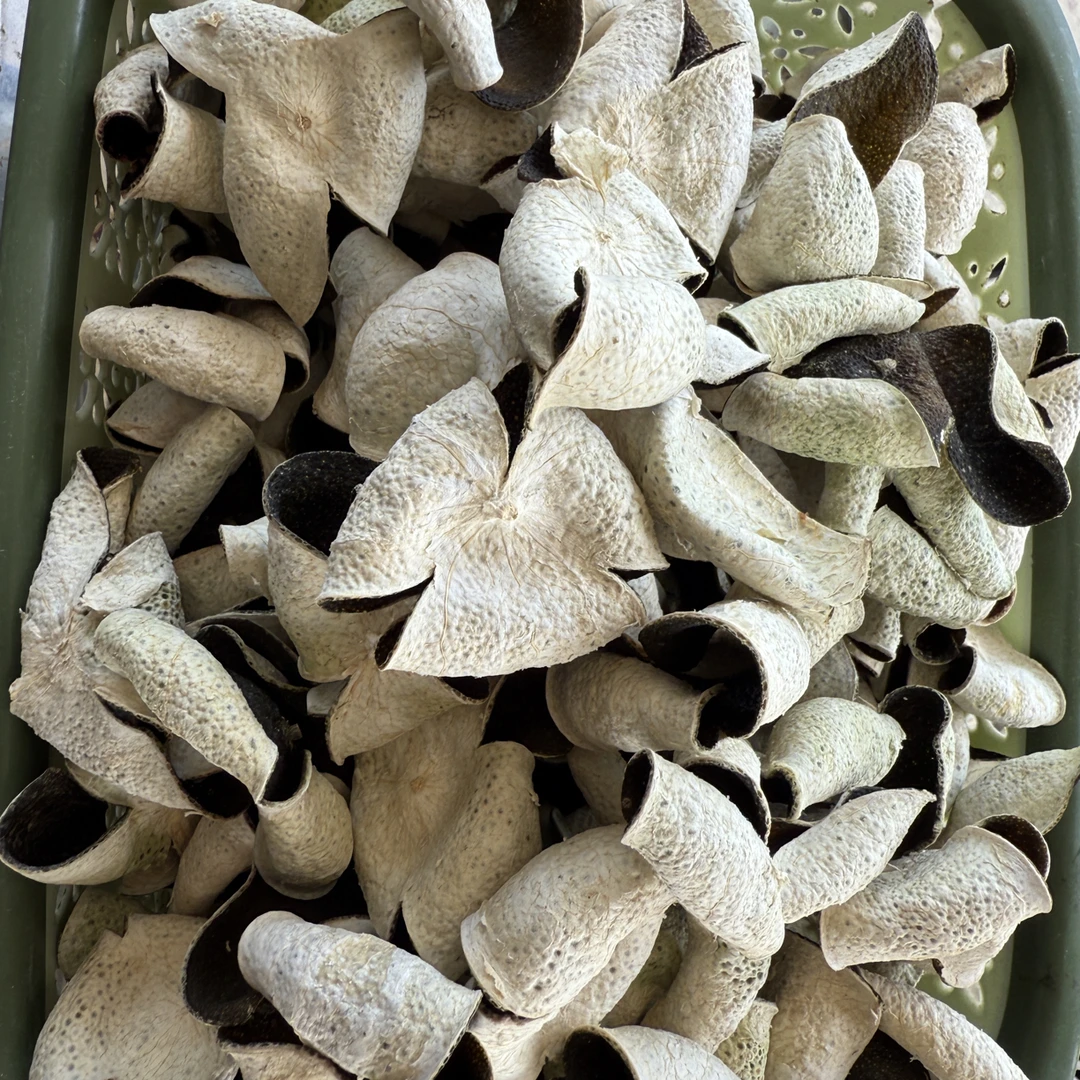 （自家果园）2025年天马  头采圈枝  大青青皮