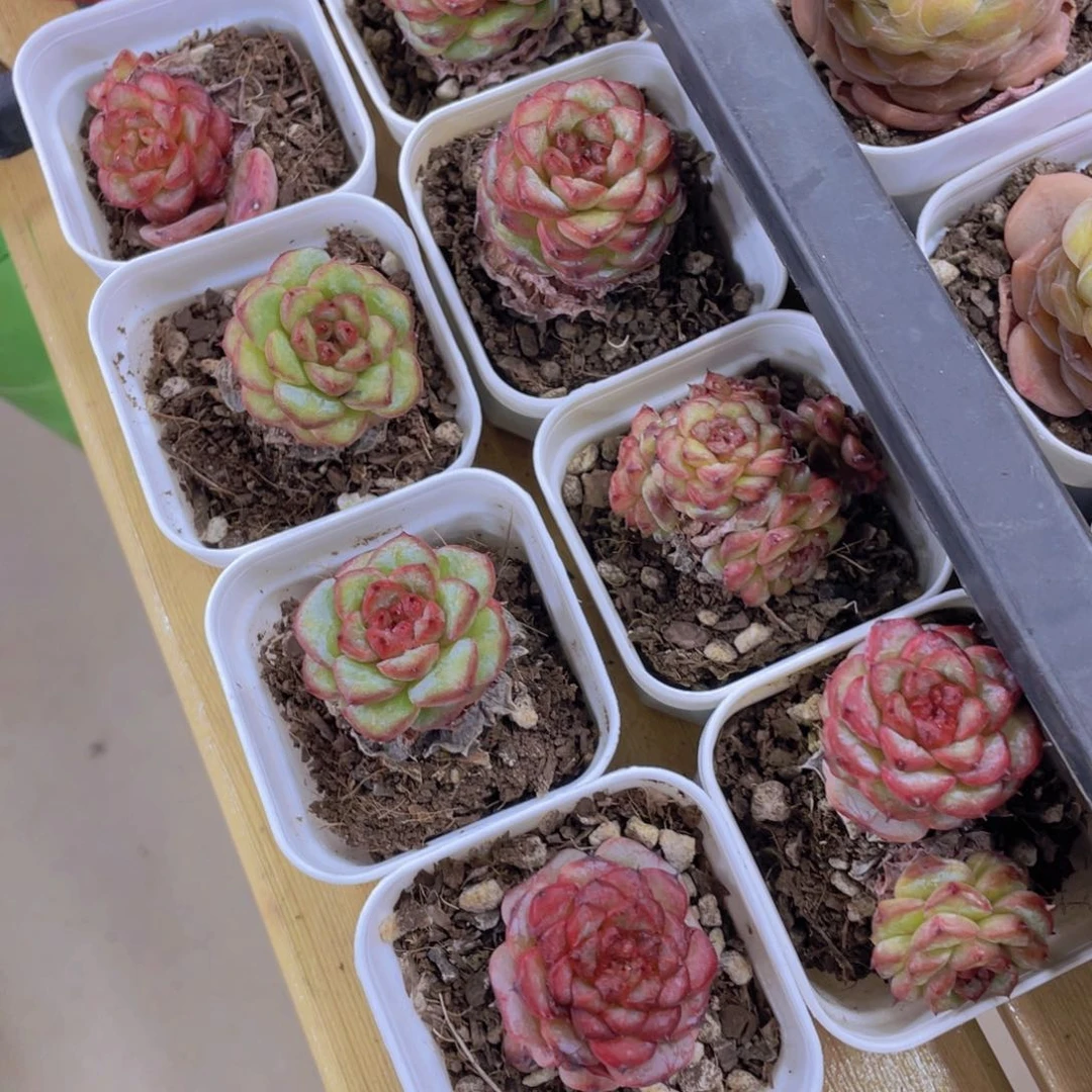 754号 糖心焦糖莓莓一个