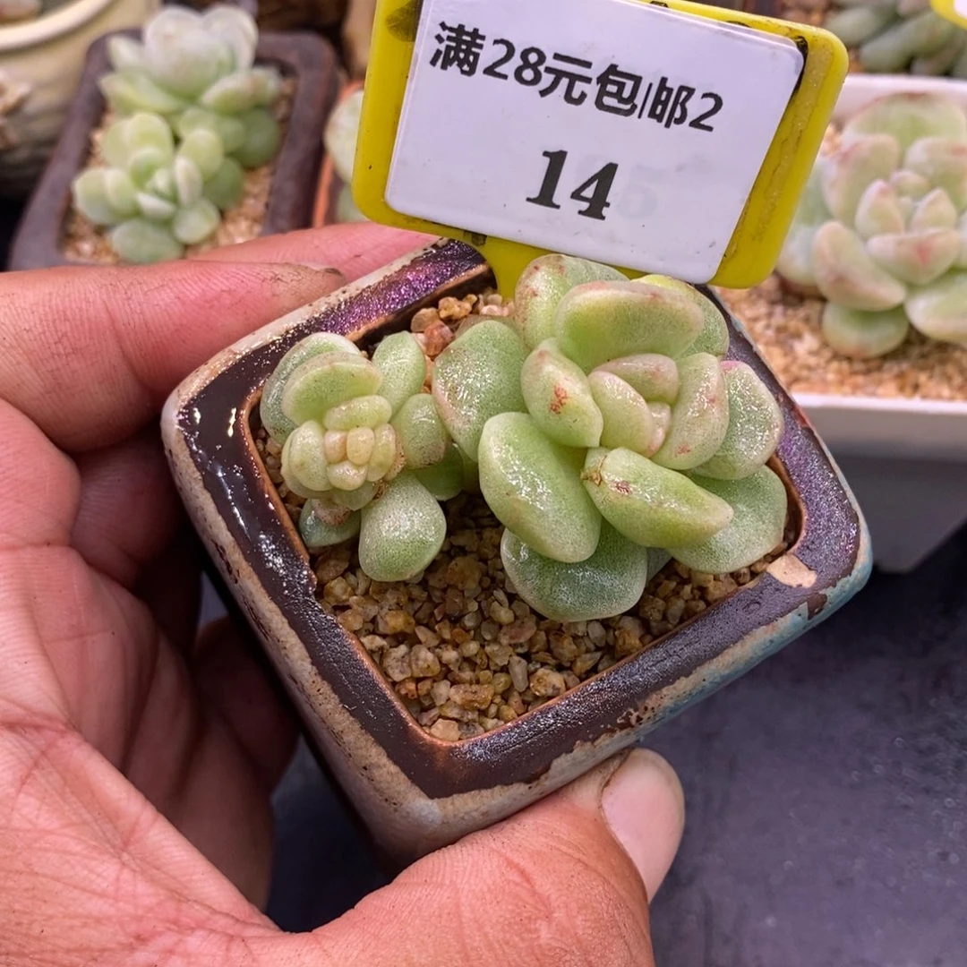 214冰玉石化拉丝双小老桩