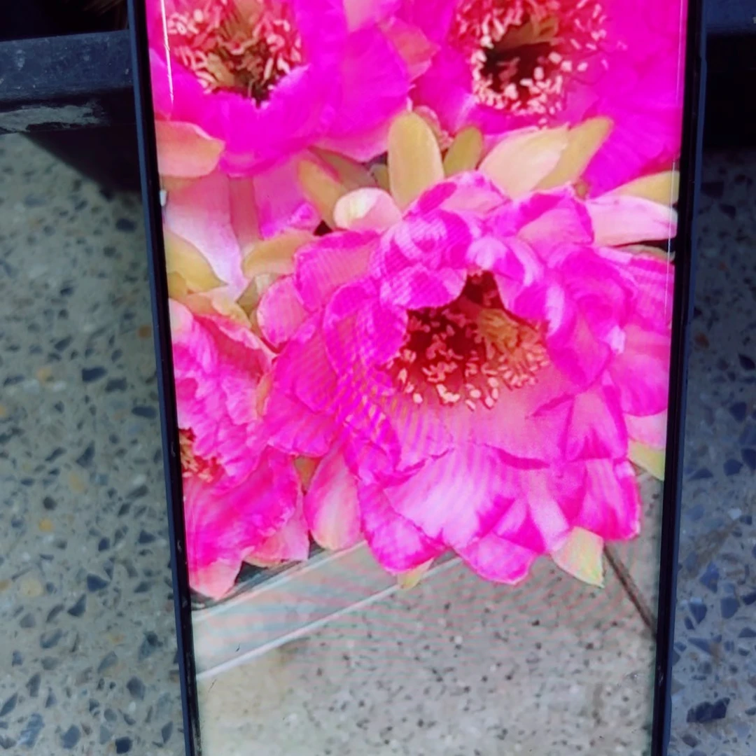 下25丽花嫦娥歪无根侧芽3公分左右20包邮