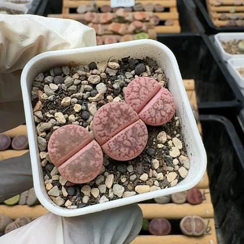 3541，源氏玉带锦组合脱土发货