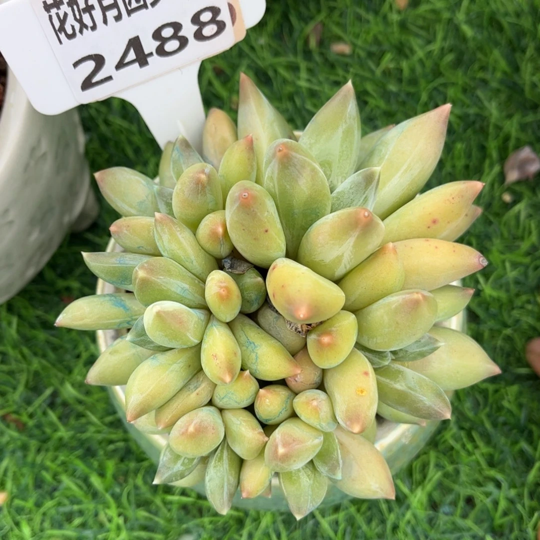 瑶***～多肉植物2488不带盆