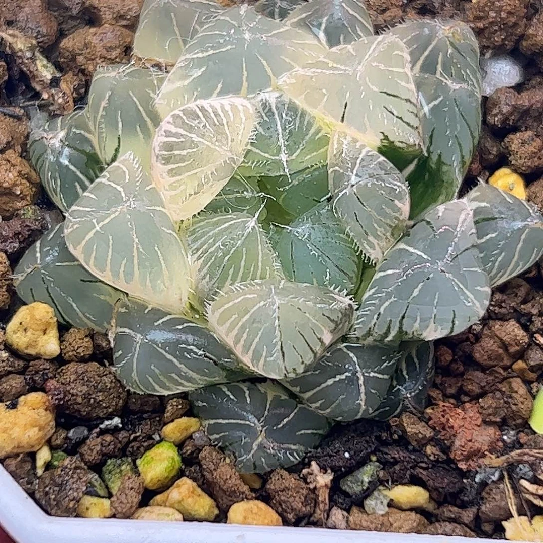 糊斑赤线锦十二卷多肉植物