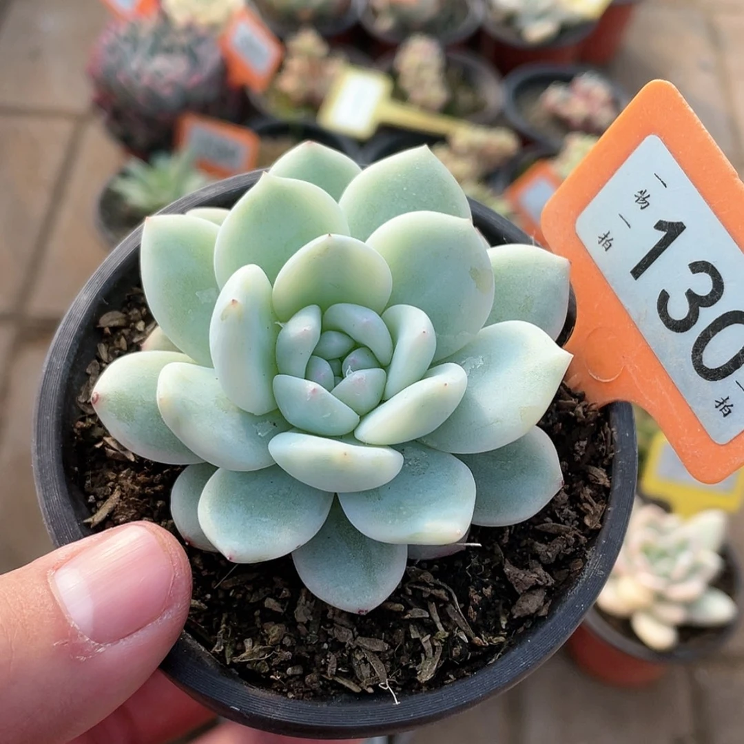 【闪购商品】130号