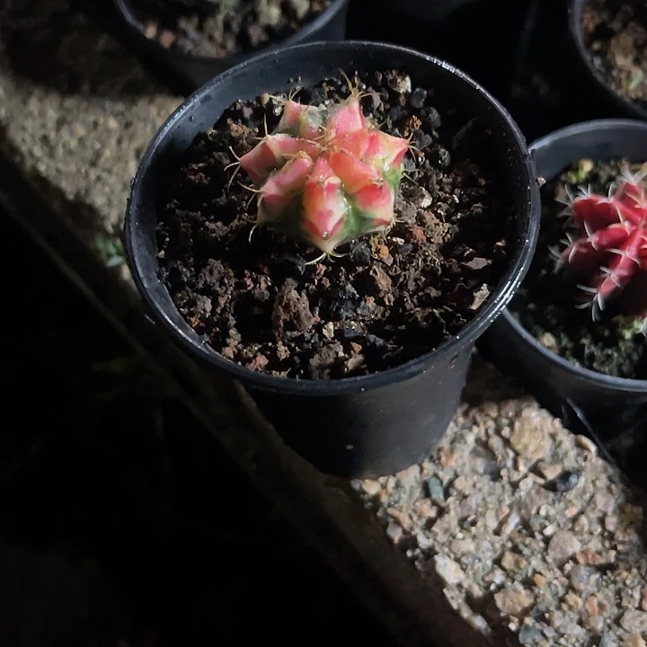 仙人球好好看好漂亮15