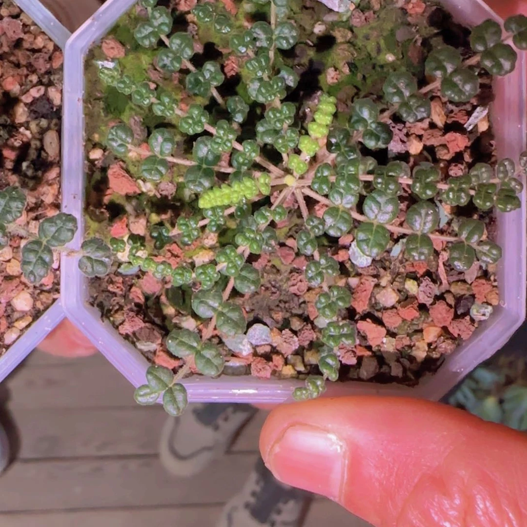 块根植物块根植物块根植物