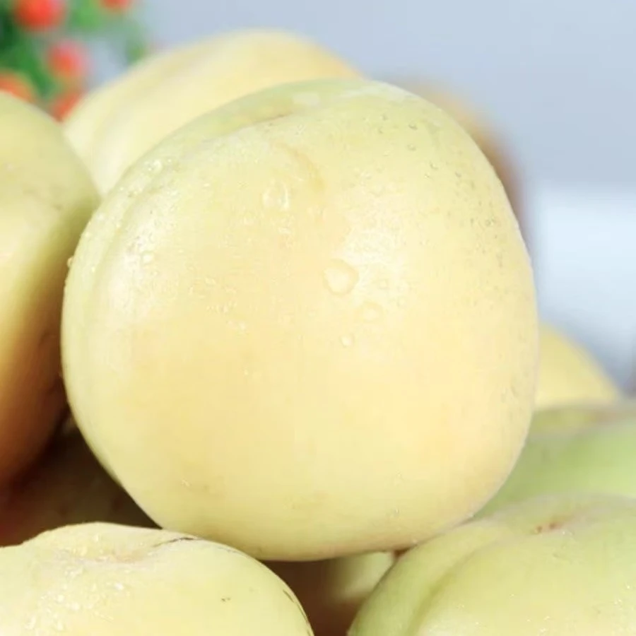当季水果 天鹅蛋杏 自然成熟 皮薄肉厚 香甜可口 坏果包赔北京市