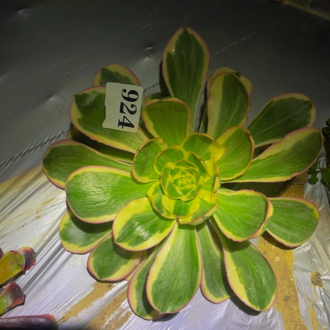 燕姿锦多肉植物多肉924