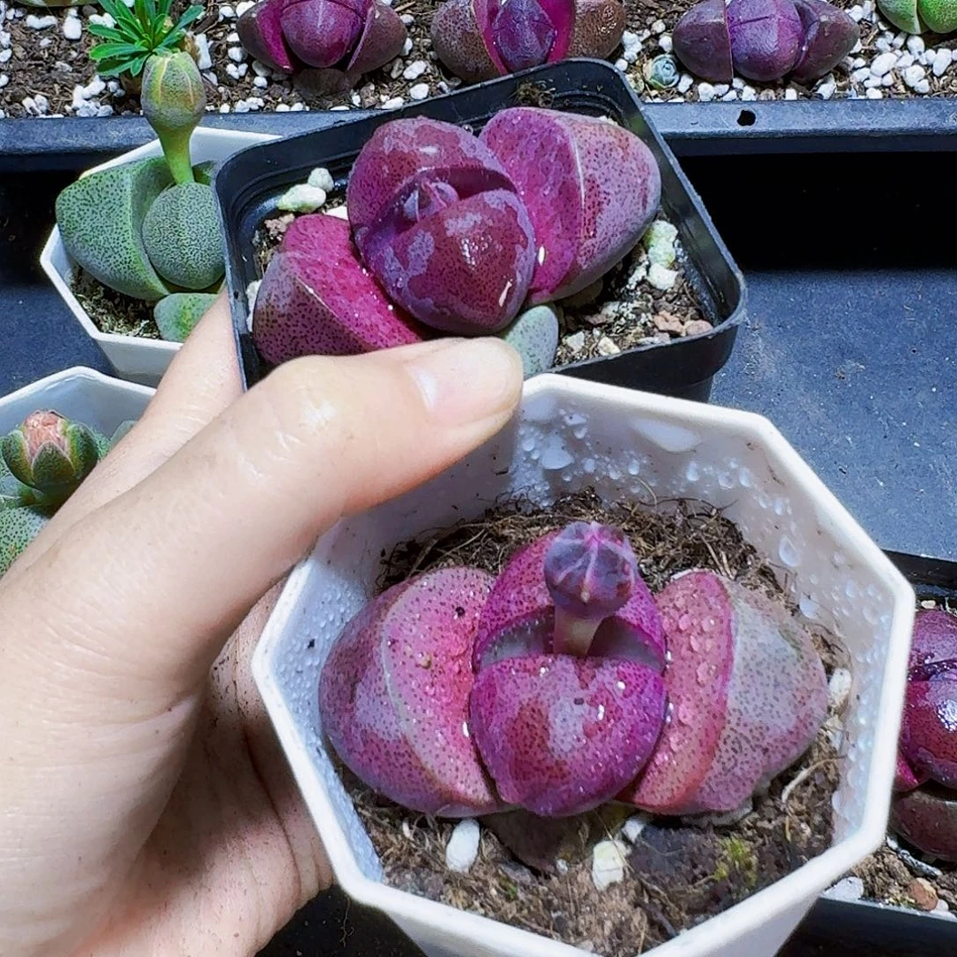 紫色带花苞紫元宝一颗福利炸