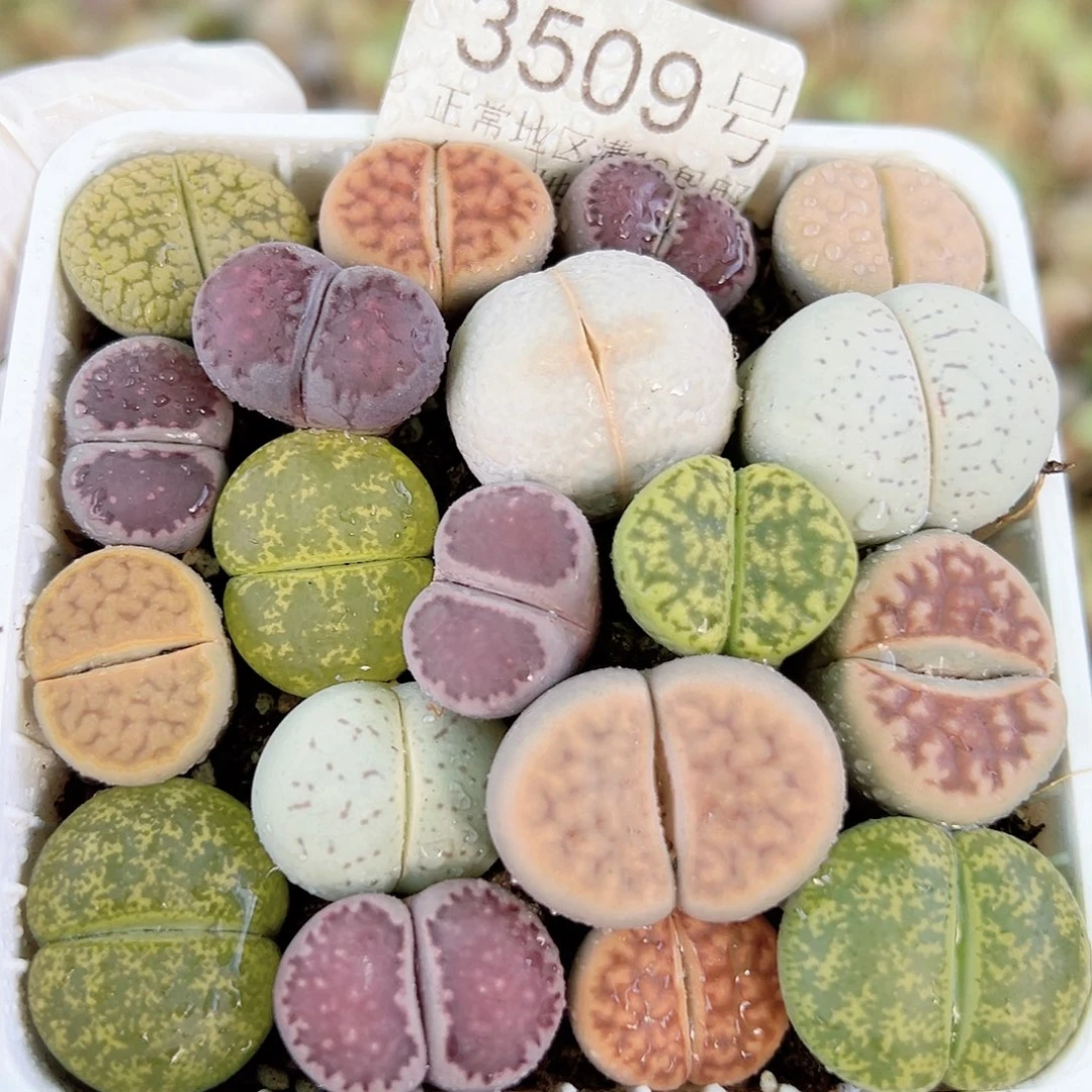 3509 好养易活生石花大母本