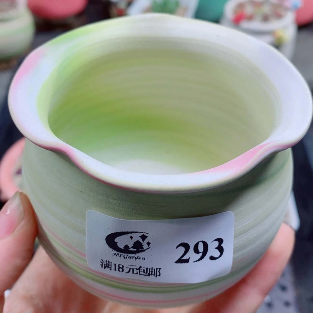 生石花花花花花花花花花293