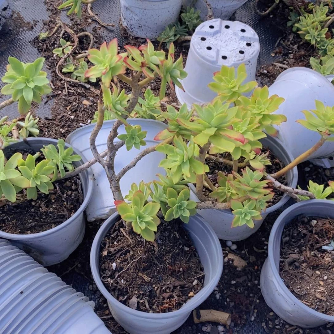 老桩造型清扬三盆