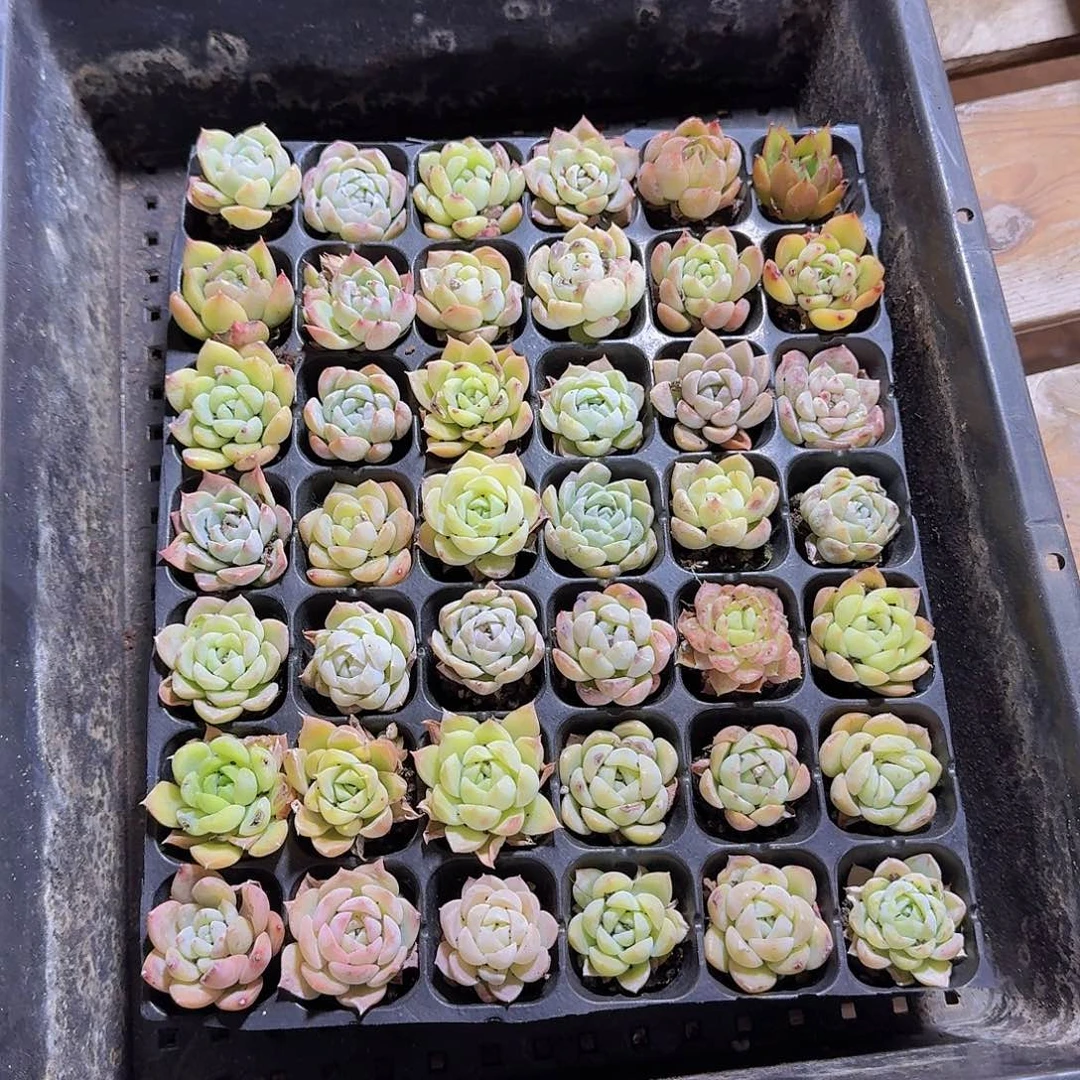 瑕疵不售后福利慎拍02