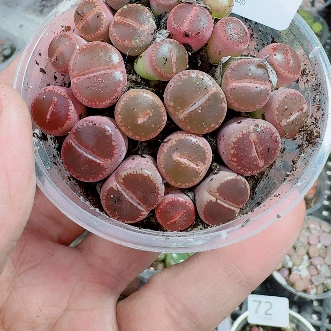 83多肉植物多肉植物