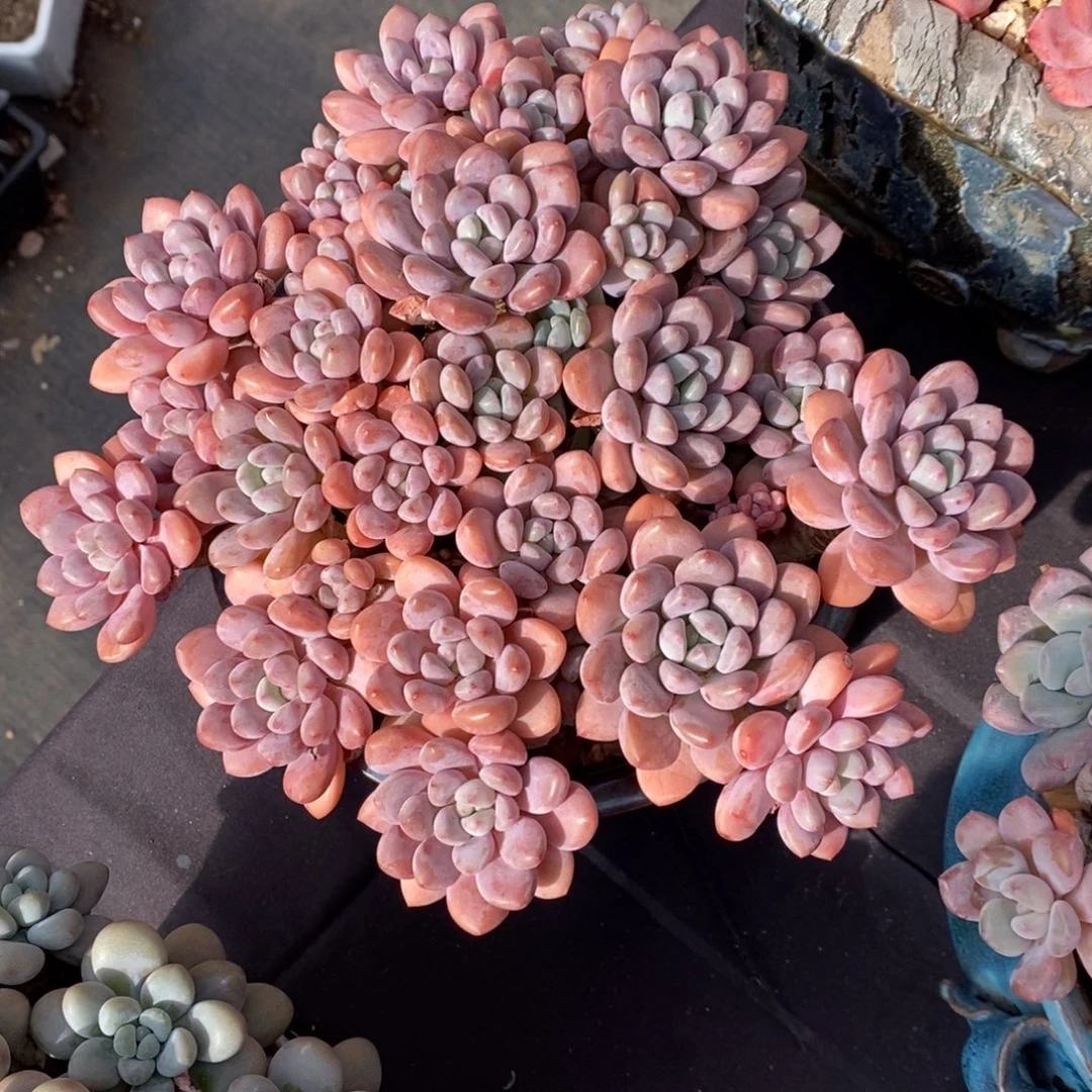 白鹭 一物一拍。 多肉