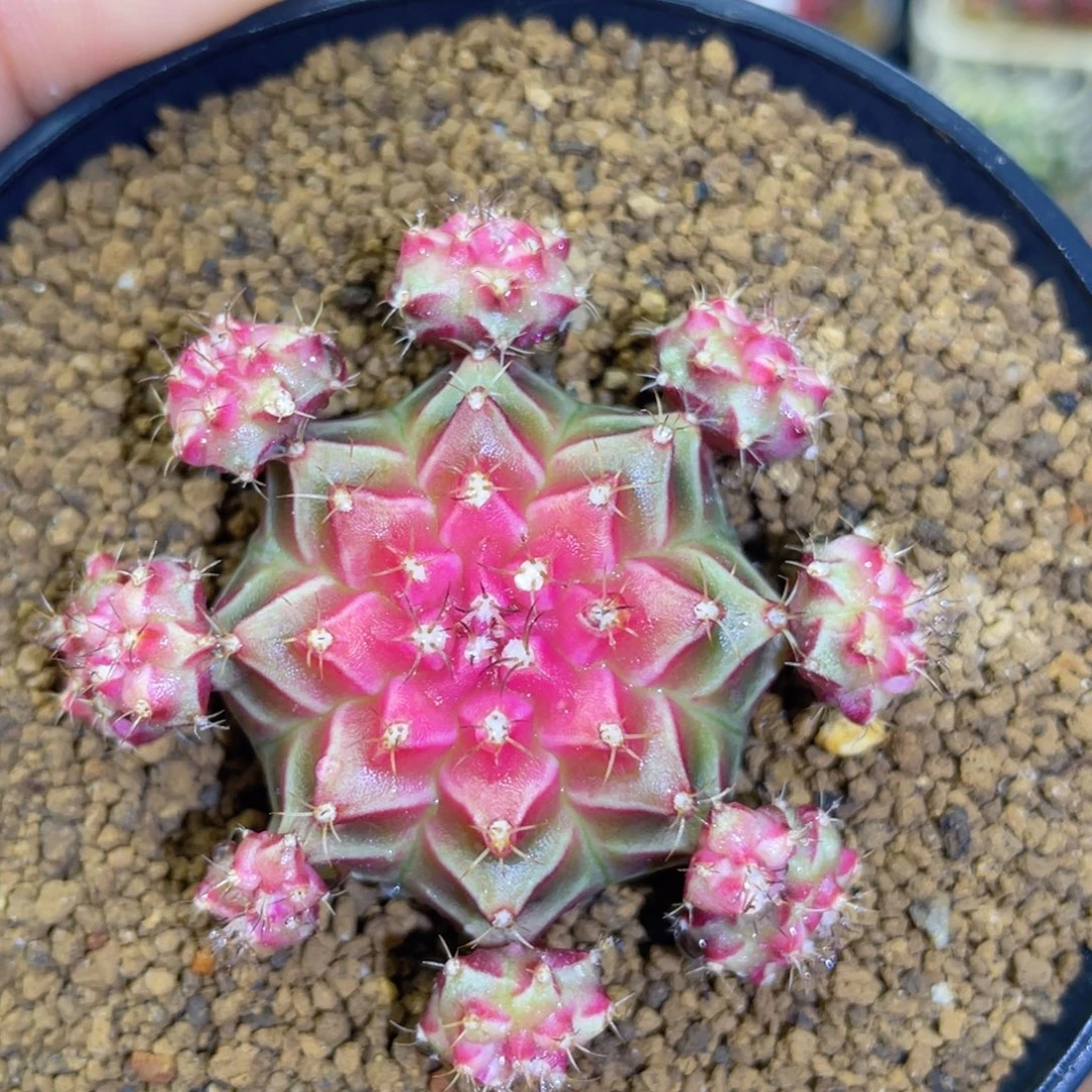 名品 小红帽母本 侧芽也可卖