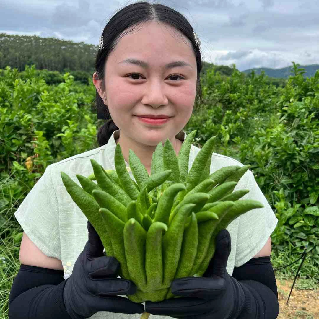 佛手柑水培绿植清供观赏闻香风水摆件香气怡人观果花卉车载香薰