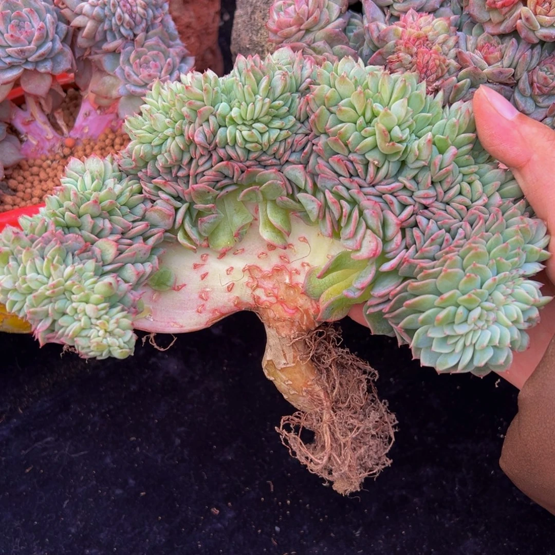 甜心缀化微瑕天天开心