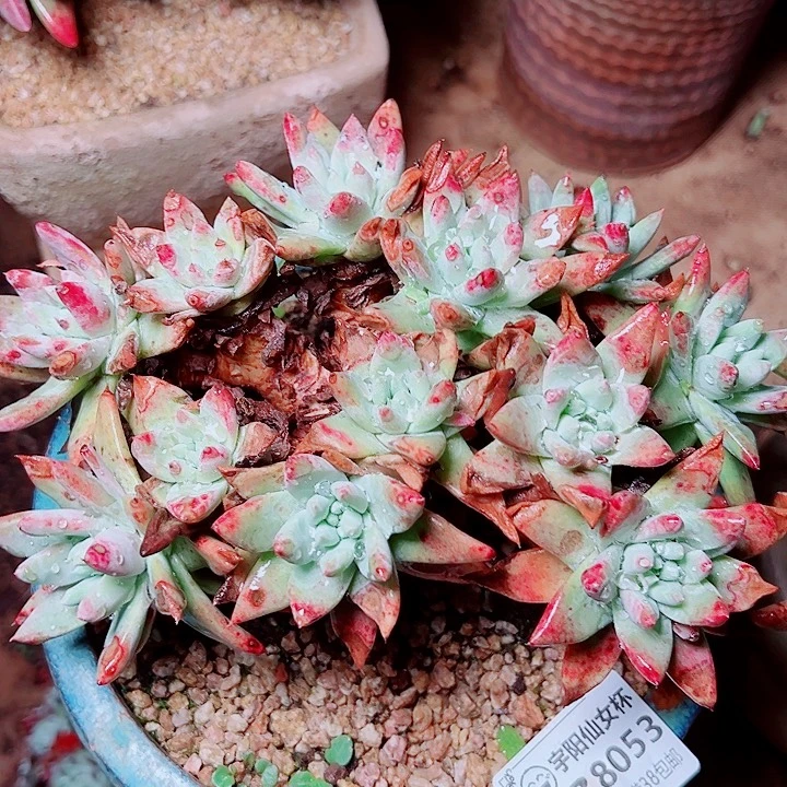 8053宽脸白雪仙女杯多肉