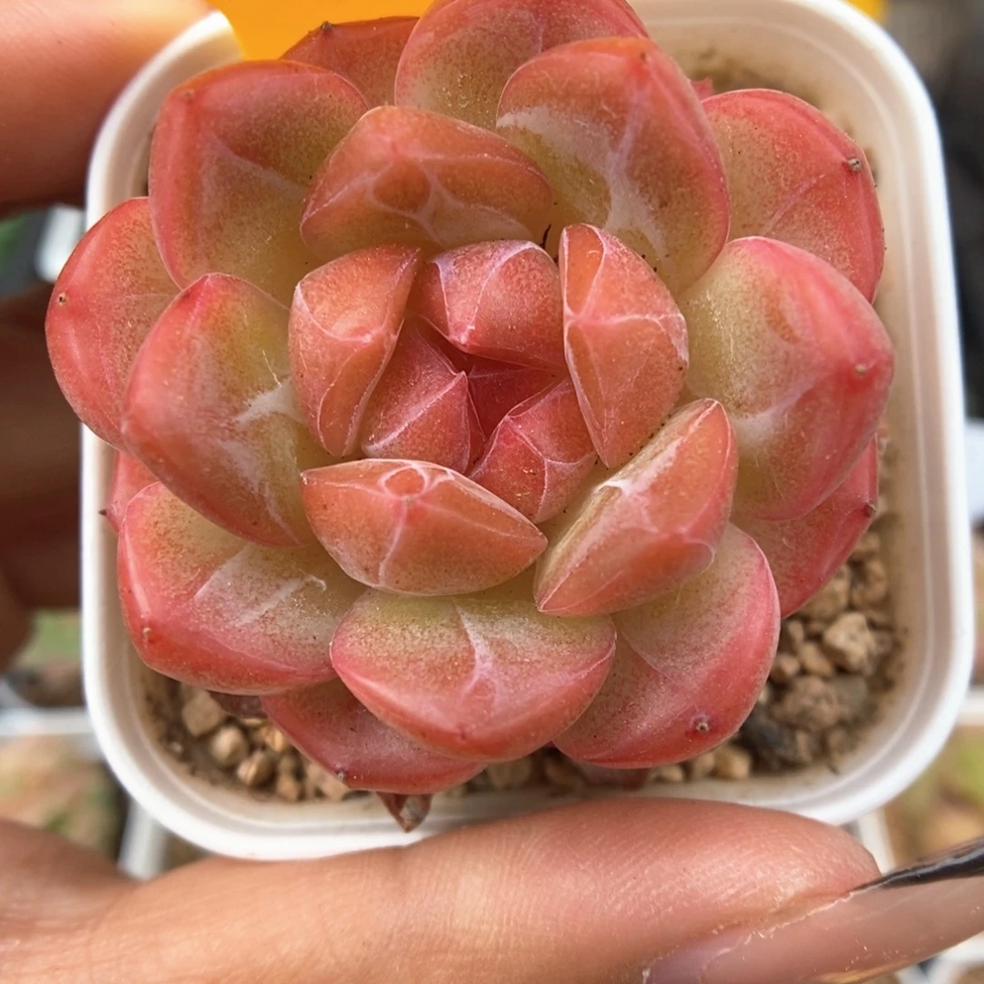 琴心可拍502号。