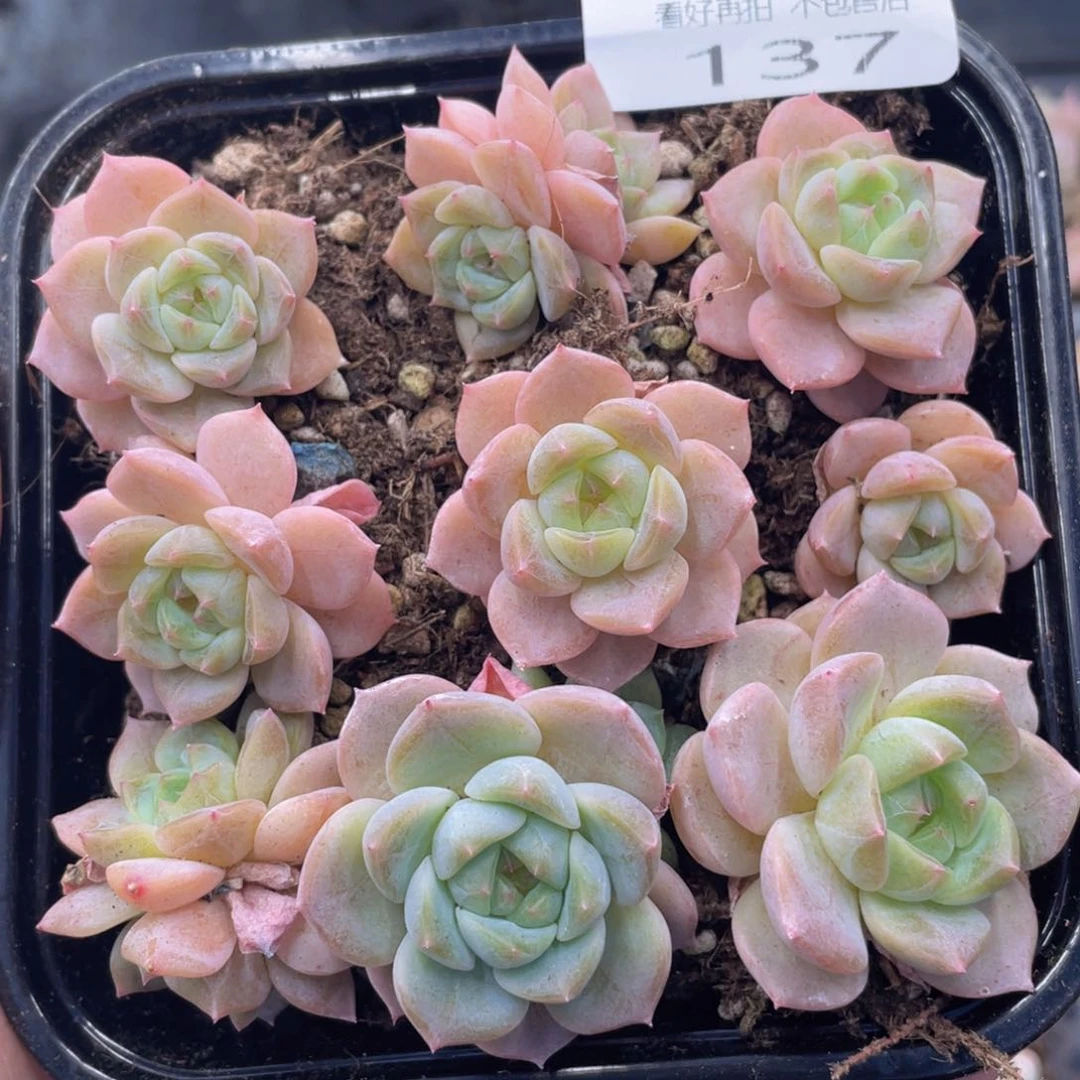 云糖心多肉植物137