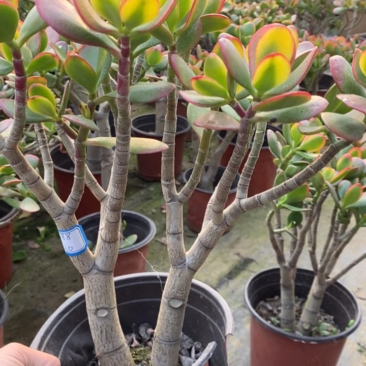 黄金花月一物一拍