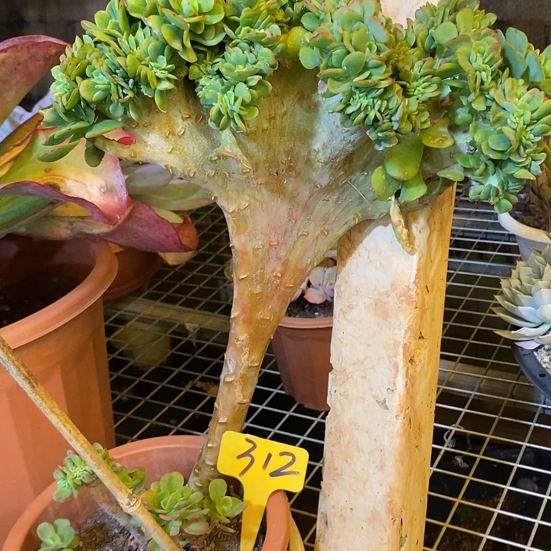红梅缀312。