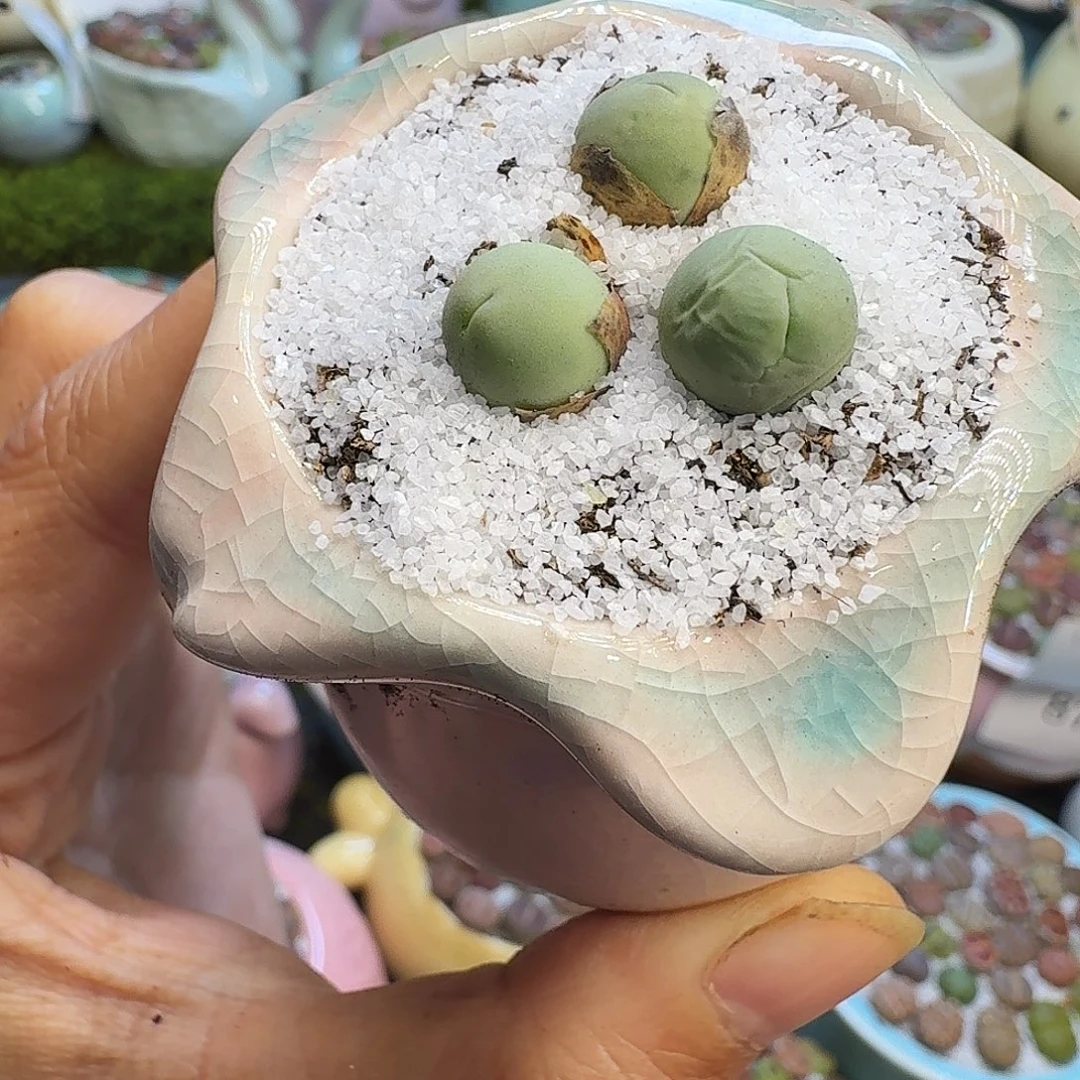 多肉植物福利冲904