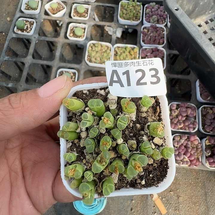 123多肉植物多肉植物