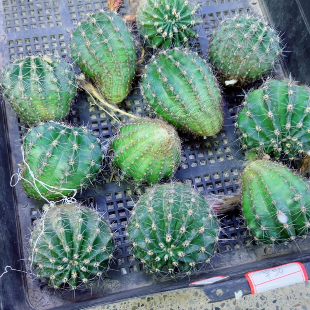 下96彩草50 歪无根侧芽4公分左右20包邮