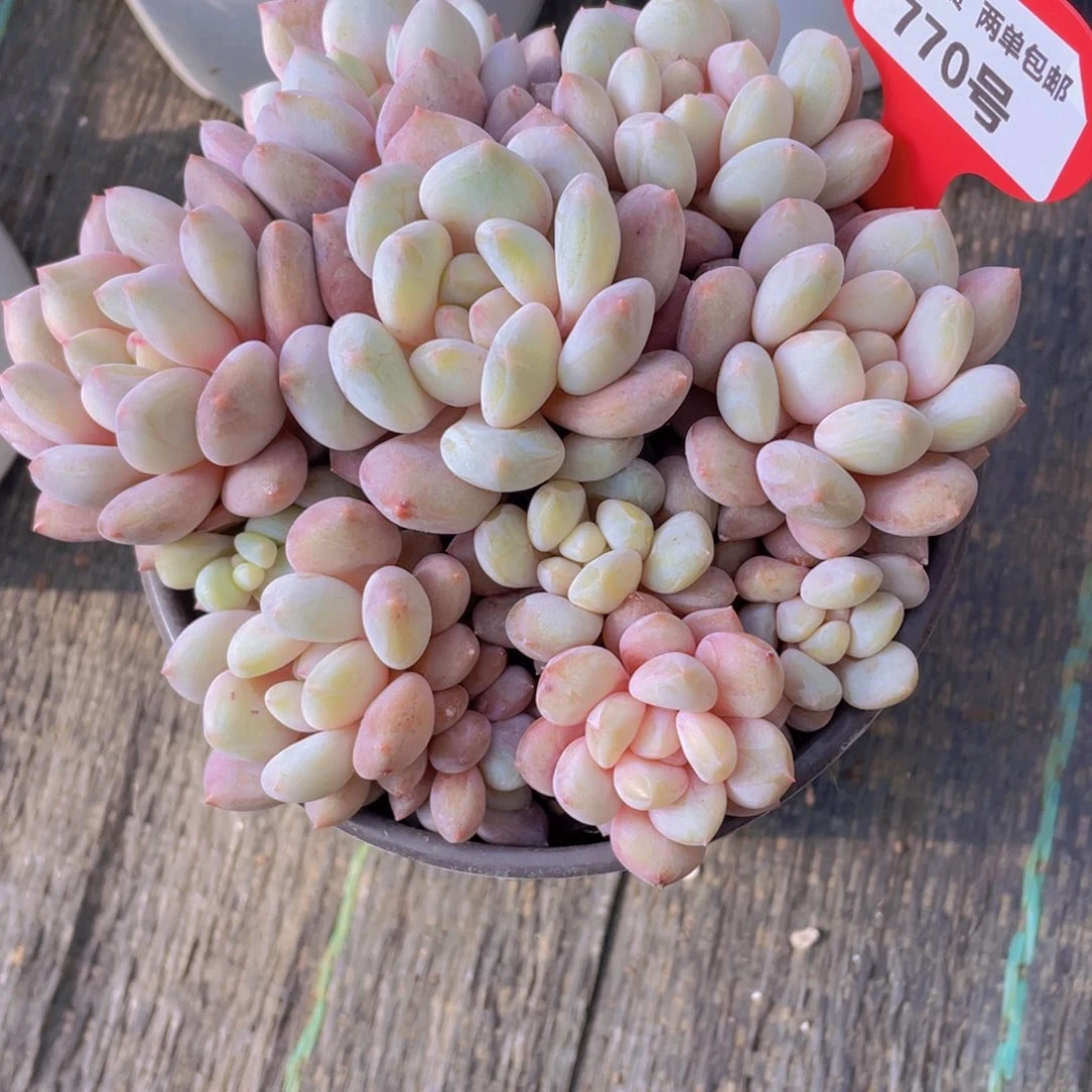 770号 精品丸叶半夏组合一盆